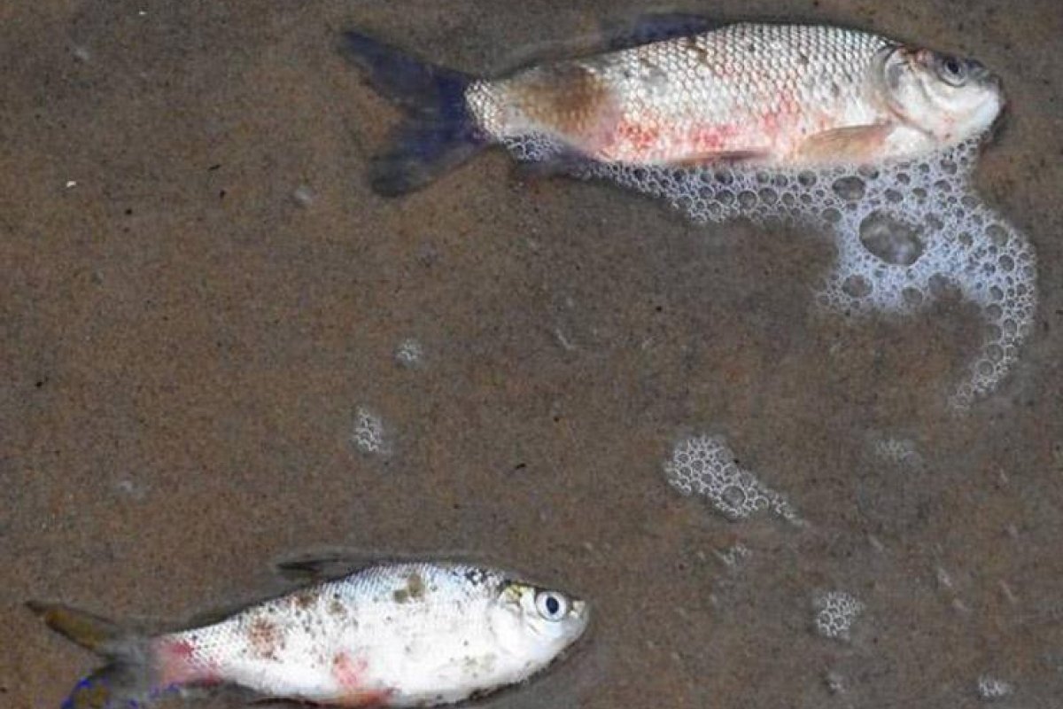 Peces muertos Peces muertos