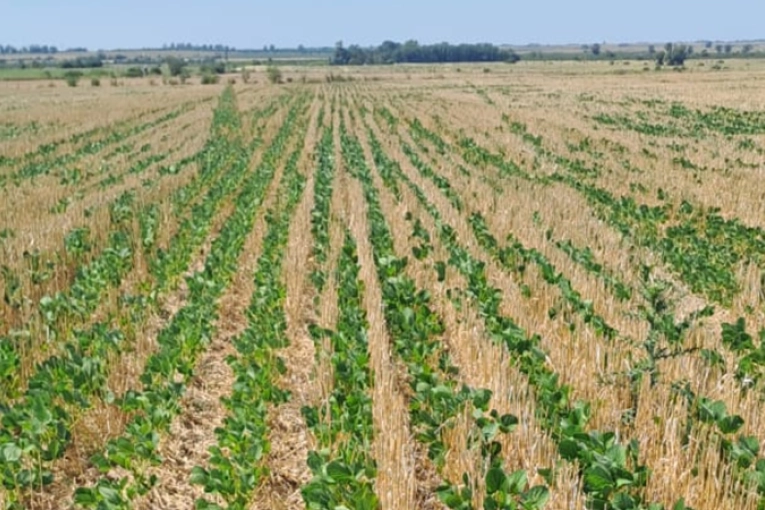 La sequía pega fuerte en el sur entrerriano y genera preocupación por la caída de los rindes de maíz y soja
