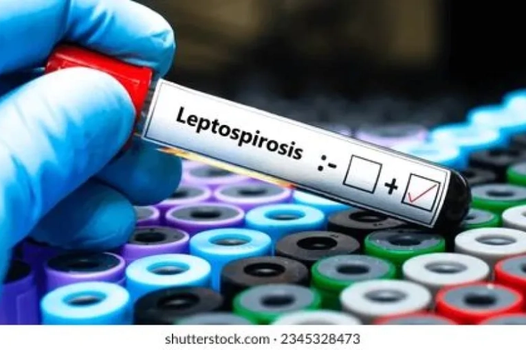 Aumento de leptospirosis: Entre Ríos ya registra 15 contagios en personas en lo que va del año