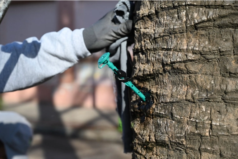 Las palmeras de Rocamora y Primera Junta reciben tratamiento preventivo contra el picudo rojo