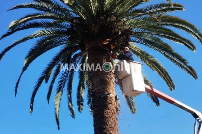 El Municipio de Gualeguaychú activa un plan preventivo para proteger las palmeras del "picudo rojo"