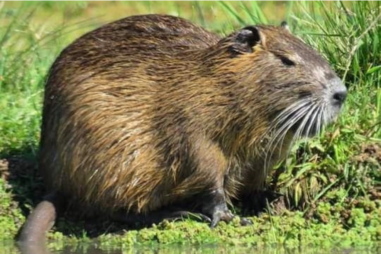 Apareció un coipo en costanera sur y recomiendan el cuidado de especies nativas
