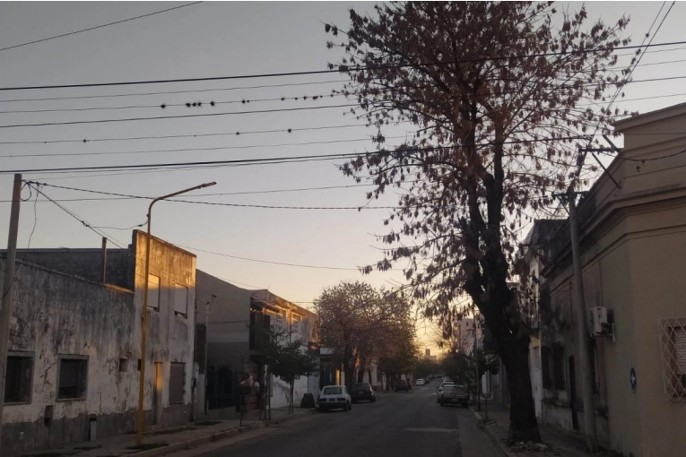 Este lunes comenzará una poda general sobre calle 3 de Caballería