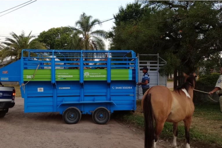 Se recuerda que está prohibida la tenencia de equinos en el ejido urbano