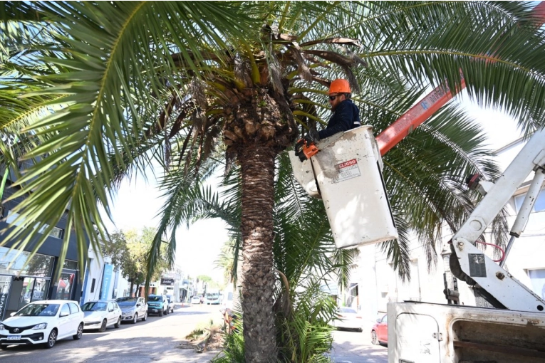 Poda y colocación de sensores en palmeras de Rocamora y Primera Junta para detectar ataques de picudo rojo