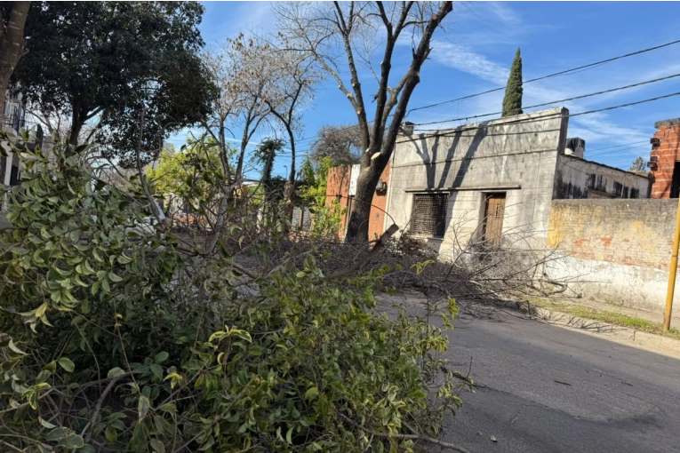 Este martes continúa la poda invernal en el microcentro
