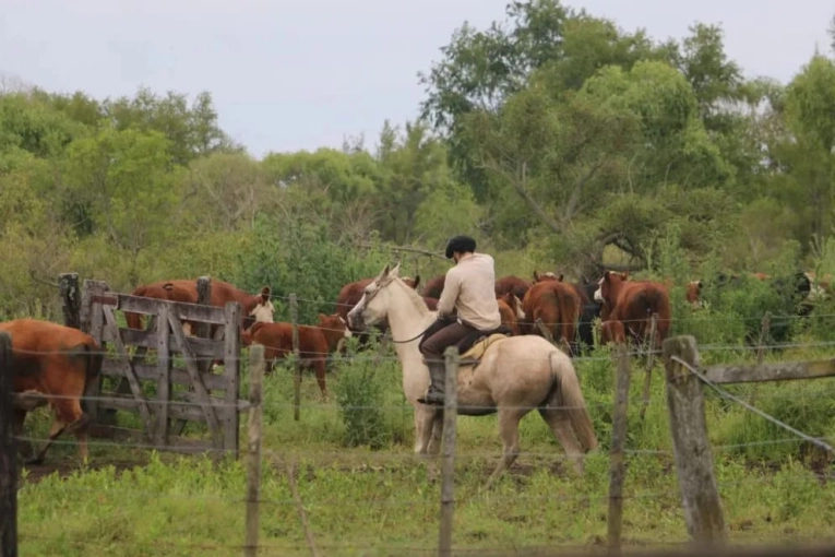 Productores comienzan a buscar campos altos para trasladar animales por la llegada de El Niño