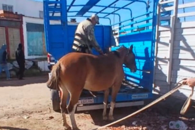 La Brigada Abigeato recuperó tres caballos robados en Gualeguaychu y la investigación continúa