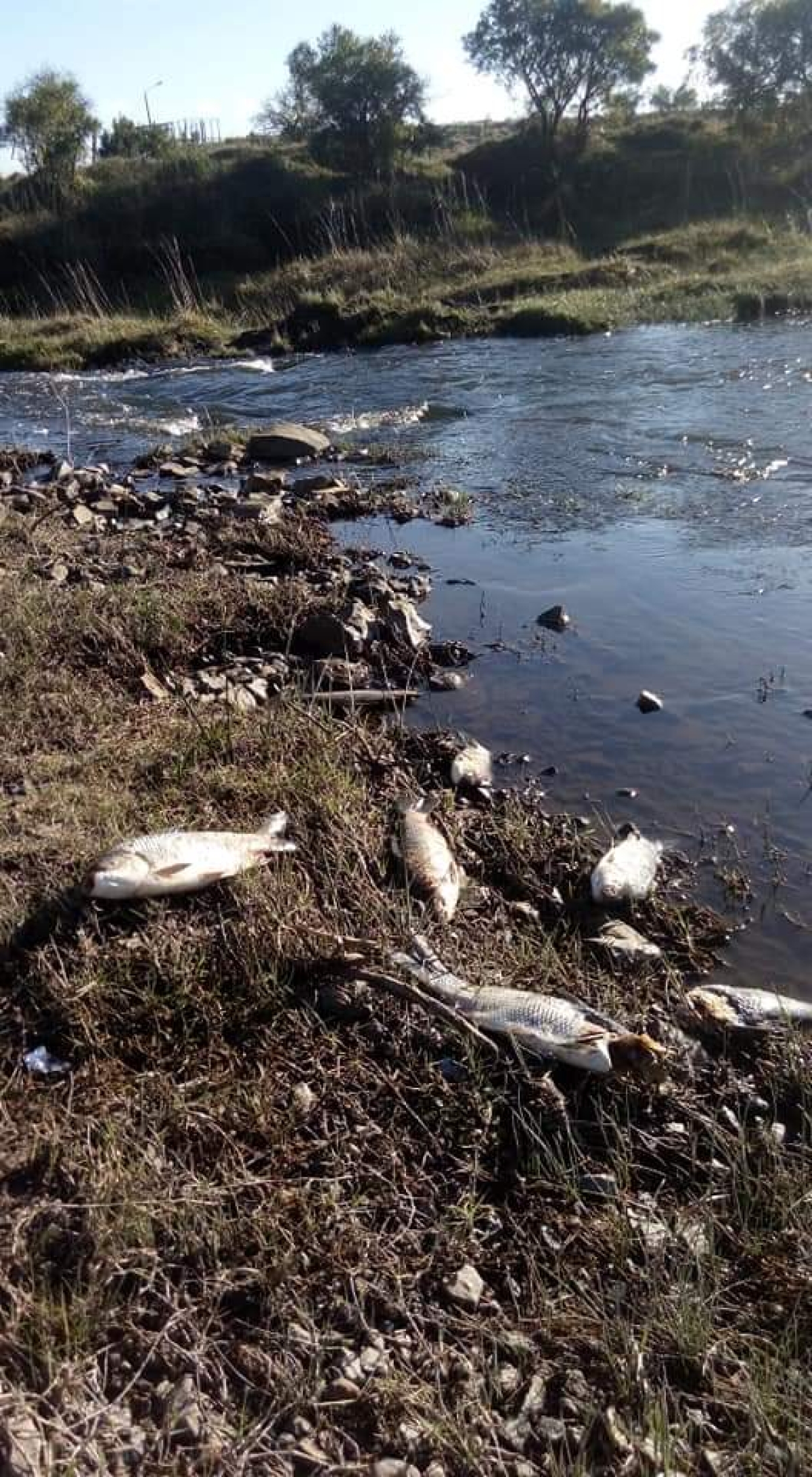 Denuncian que químicos usados en viveros de UPM-Botnia en Paysandú  contaminan el río Uruguay