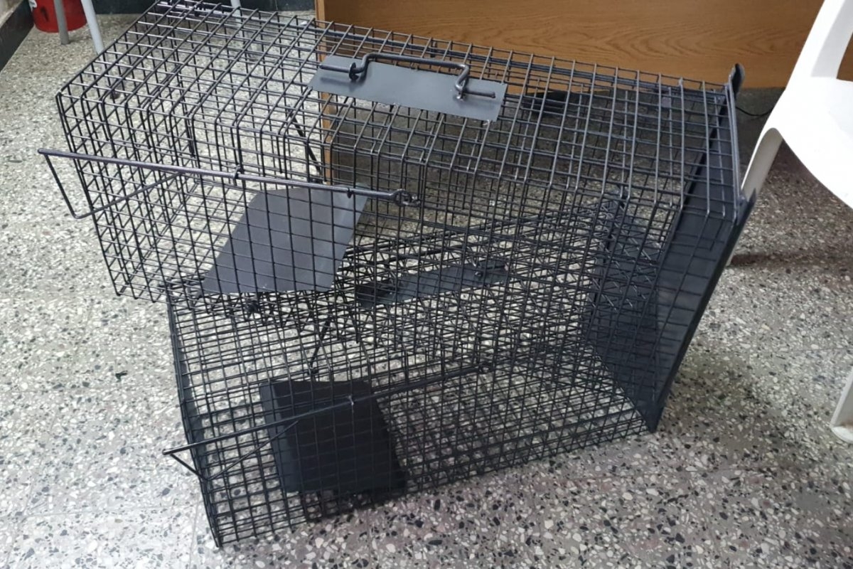 El municipio adquirió 4 jaulas trampas para controlar la población de gatos  ferales